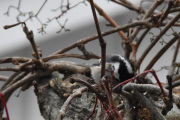 Morten 29 november 2020 - Svartmeisen på Høyenhall, den skal jo være i skogen den