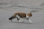Morten 3 oktober 2020 - En katt på Høyenhall