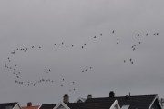 Morten 3 oktober 2020 - En stor flokk med fugler over Høyenhall på vei til Østensjøvannet