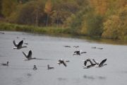 Morten 3 oktober 2020 - Syv Grågås i luften ved Østensjøvannet