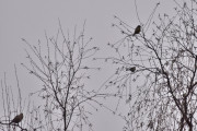 Morten 30 desember 2020 - Tre fugler på Høyenhall, oppe til høyre en Grønnfink, så en Blåmeis men så blir jeg usikker