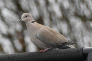 Morten 30 desember 2020 - Tyrkerdua på Høyenhall