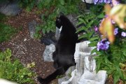 Morten 31 juli 2020 - En katt på Høyenhall