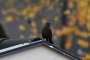 Morten 31 oktober 2020 - Svarttrost hunn på Høyenhall