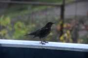 Morten 31 oktober 2020 - Trosten på verandaen