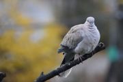 Morten 31 oktober 2020 - Tyrkerdua i fugletreet