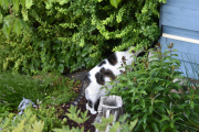 Morten 4 juli 2020 - En katt på Høyenhall