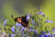 Morten 4 juli 2020 - Sommerfugl i hagen