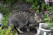 Morten 4 september 2020 - Katten på besøk igjen på Høyenhall