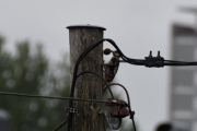 Morten 5 juli 2020 - Flaggspetten og Spurvene