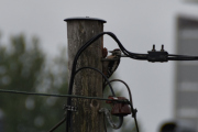 Morten 5 juli 2020 - Flaggspetten og Spurvene