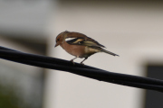 Morten 6 september 2020 - Bokfinken på ledningen, sitter ikke lenge på et sted
