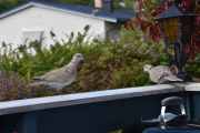 Morten 6 september 2020 - Tyrkerduer på verandaen, begynner å føle seg veldig hjemme her nå