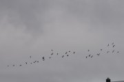 Morten 7 september 2020 - En flokk fugler flyr over Høyenhall