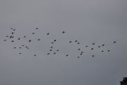 Morten 7 september 2020 - En flokk fugler flyr over Høyenhall, hvis jeg skal gjette så er det en flokk med trost som er på raid
