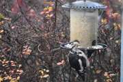 Morten 8 november 2020 - Flaggspetten ved matfatet
