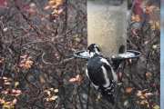 Morten 8 november 2020 - Flaggspetten ved matfatet