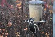 Morten 8 november 2020 - Flaggspetten ved matfatet