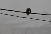 Morten 8 november 2020 - Skjæra og Ekornet på Høyenhall, men det regner og det er glatt på ledningen