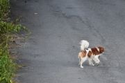 Morten 8 september 2020 - En løs hund på Høyenhall, men eieren kom like bak
