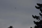 Morten 6 januar 2019 - Stort fly over Høyenhall