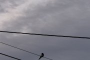 Morten 14 september 2019 - Stort fly og Skjæra tidlig på morgenen på Høyenhall