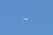 Morten 29 august 2019 - Stort fly over Høyenhall