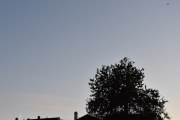 Morten 3 september 2019 - Stort fly og halvmånen