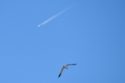 Morten 31 mars 2019 - Jetfly over Høyenhall