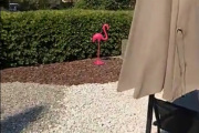Men akkurat det kan jeg tilgi Lasse for, han har jo en Flamingo i hagen