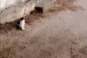 En katt men ingen Renault men vi for vite hvor de er nå. Cala Moresca står det