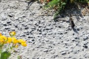Selv sommerfuglen slår ikke ut vingene sine i denne varmen