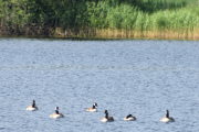 Det er Kanadagås vi ser her på Langenvann