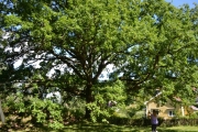 Tirsdag Holmsbu (53)