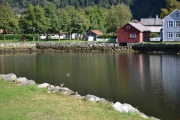 Fugler som flyr og svømmer i vannet og fisk som spretter opp av vannet