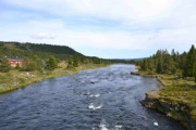 Sikkert masse fisk i elven