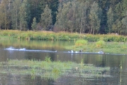 Jeg ser fisk og jeg ser fugl - og jeg ser en person med blå genser!