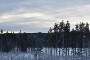 Nå tar vi noen virkårlige bilder, kanskje vi er så heldig å se Elg eller Rådyr