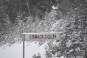 Aha, er det dette denne skogen heter