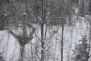 Første Rådyret vi for øye på, det er ikke lett å få skarpe bilder alltid når vi er i fart