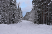Eller denne veien? Han kommer denne veien, det er stille i skogen så vi hører han før vi ser han