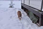 Dem har en hund også, og det er ikke hvilken som helst hund