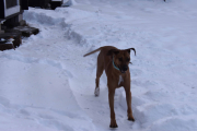 Det er en Rhodesian Ridgeback
