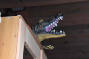 Aner ikke hvorfor den er der, turte ikke å spørre. Men er det en Alligator eller Krokodille?