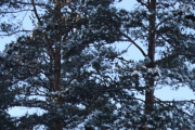 Da er spørsmålet, er dette en fugl?
