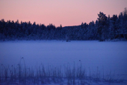 Men dyra i skogen har kanskje ikke stått opp enda?