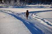 Ja ikke sant? Hva tenker en fotograf når en hund starter slik?