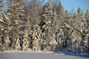 Selvfølgelig tar vi bilder av skogen hele tiden også men ingen blinkskudd enda
