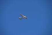 Mens jeg sitter i sofaen og koser meg med kaffen så kommer Sameiet LN-NFA med sin Cessna 182Q Skylane