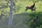 Her var vi litt heldige, nå ser vi dem tydelig